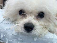 -萌悦家宠物医院24H·急重症转诊中心·CT·骨外科·全髋置换综合诊疗中心
