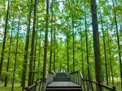 -黄海国家森林公园