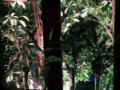 -花马天堂云南餐厅 Lost Heaven(高邮路店)