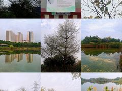 -福田红树林生态公园