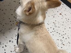-瑞派康怡24h宠物医院·犬猫医疗中心·微创绝育(瑞景分院)