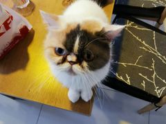 -平行世界·猫咖(首经贸店)