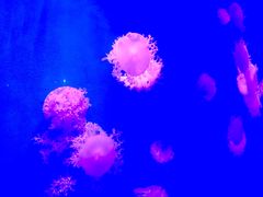 -福州罗源湾海洋世界旅游区