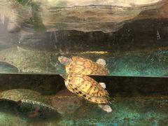 -上海大自然野生昆虫馆(东方明珠·爬宠昆虫探索中心)