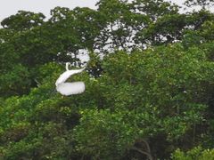 -东寨港红树林旅游区