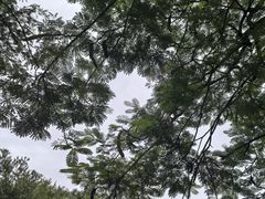 -珠海圆明新园
