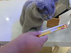 -喵园·猫主题咖啡厅·撸猫·猫咖(国贸店)