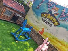 -柴犬高等学院·狗咖·柴犬售卖·宠物训练