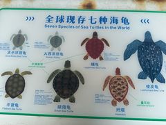-广东惠东海龟国家级自然保护区
