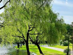 -上海共青森林公园