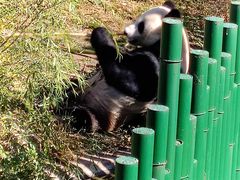 -沈阳森林动物园