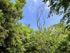 -青龙山国家森林公园