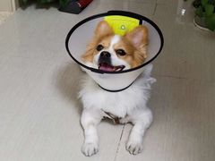-创凡宠物医院·骨专科  猫科中心(西乡分院)