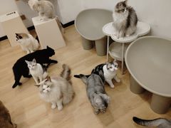 -有喵·猫咖·狗咖·30几只猫10只小狗(岗厦店)