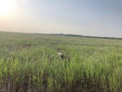 -盐城丹顶鹤湿地生态旅游区