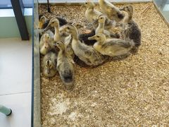 -怪兽屋·羊驼·猫咖·狗咖(俊华广场店)