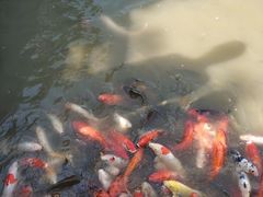 -大湾区中央湿地公园