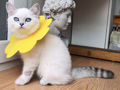 -袖虎·猫馆(体育西路店)