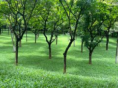 -松山湖梦幻百花洲