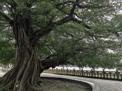 -江心屿景区