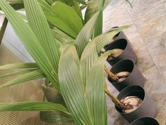 -探窝·竹笙椰子鸡(杨箕店)