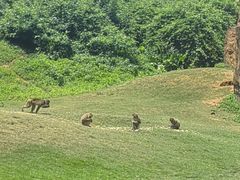 -海南热带野生动植物园
