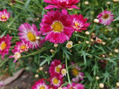 -上海鲜花港
