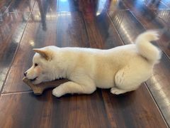 -豆柴町-柴犬主题狗咖(红鼎国际C座店)