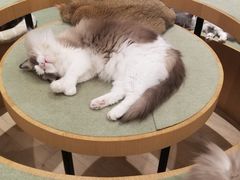-CAT’S MEWSTAR CAFE·喵星球猫屋(晴湾咖啡店)