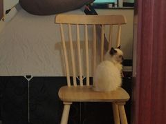 -楼上猫咖(罗湖店)