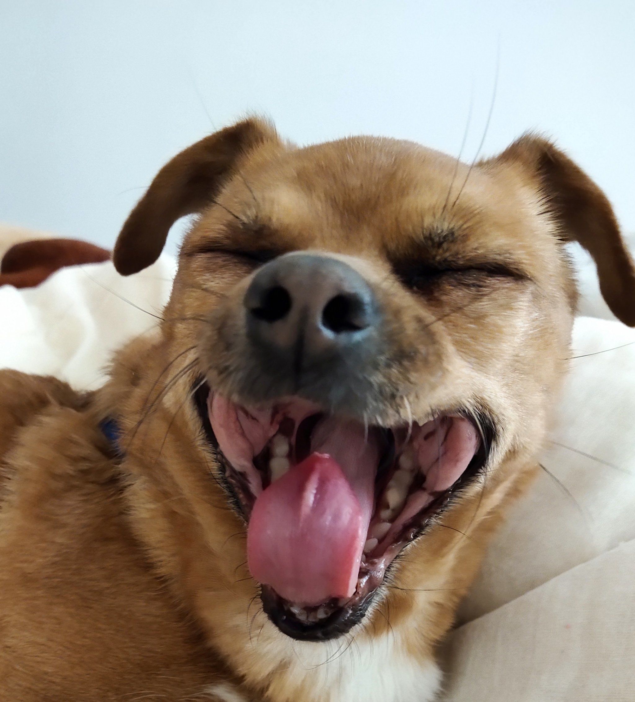 爱心嘴小狗🐶❤️