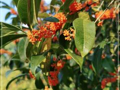 -上海市龙华烈士陵园