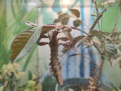-上海大自然野生昆虫馆(东方明珠·爬宠昆虫探索中心)