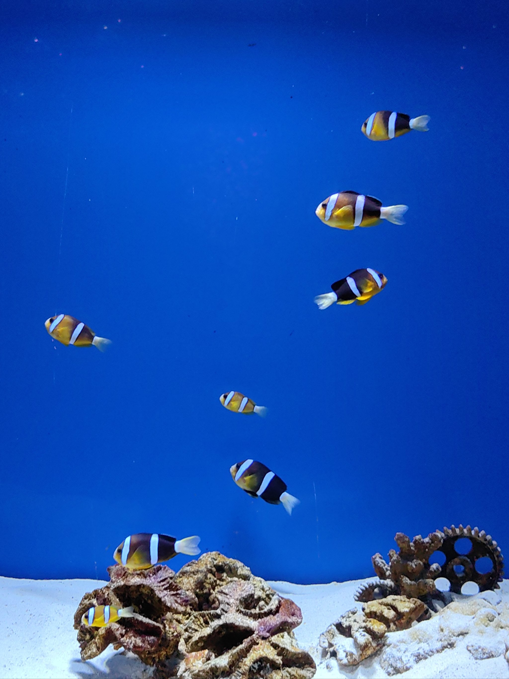 五遛娃去🌊闯入蓝色童话!欢乐海底世界太好逛