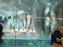 -帝企鹅自助餐厅•儿童岛•真企鹅(长隆企鹅酒店)