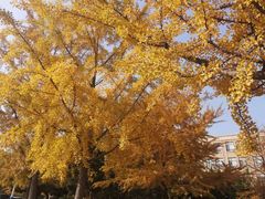 -大连理工大学(凌水校区)
