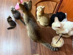 -楼上猫咖(罗湖店)