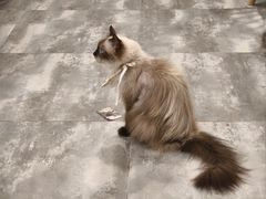 -楼上猫咖(罗湖店)