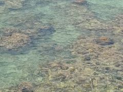 -龙泉人椰子鸡.糟粕醋.海南菜(三亚旗舰店)