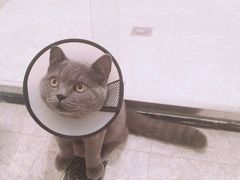 -伟伟宠物医院·CT影像中心·瑞派犬猫综合性门诊(汉口总院)