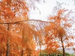 -春花秋色城市公园