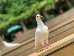 -音乐台