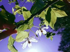 -国家植物园南园