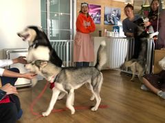 -Husky Go! 哈士奇体验馆·宠物咖啡厅狗咖