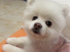 -宠爱国际动物医院· 猫科· 外科·中兽医(长白店)