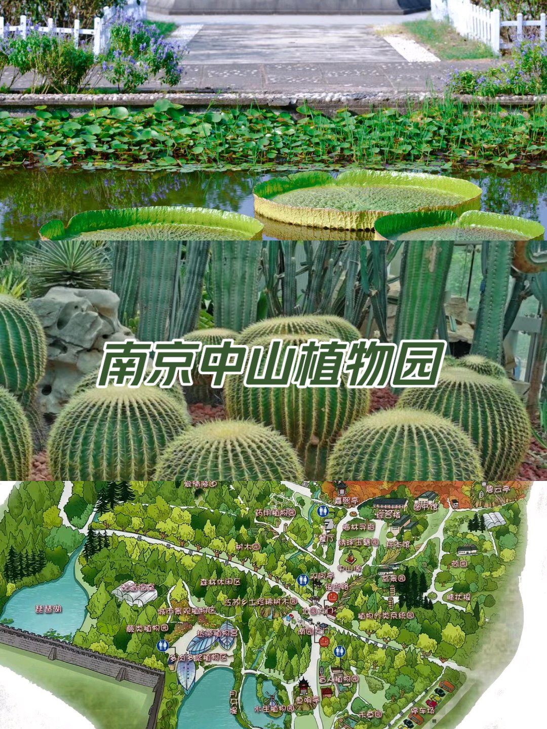 金陵四十八景之一中山植物园