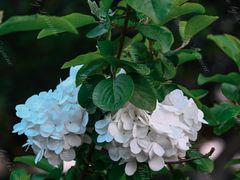 -天鹅湖体育公园