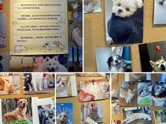 -翊宠yipet猫狗购宠庄园犬舍•猫舍