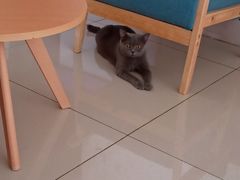 -鼓捣猫呢主题猫咖店