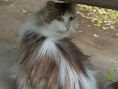 避雨的小猫-景山公园